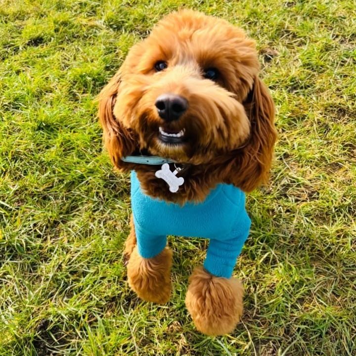 Dog in a sit and looking up at the camera.