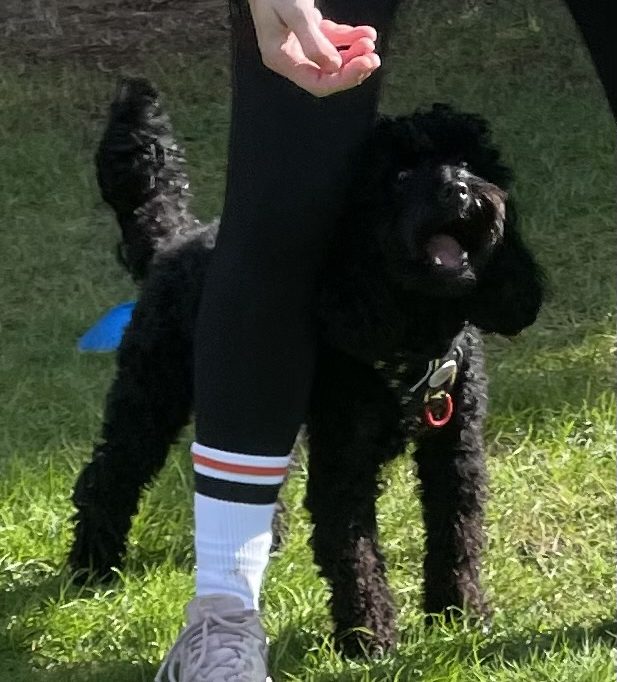 Trick training having fun with your dog to learn new tricks to impress your friends and family.