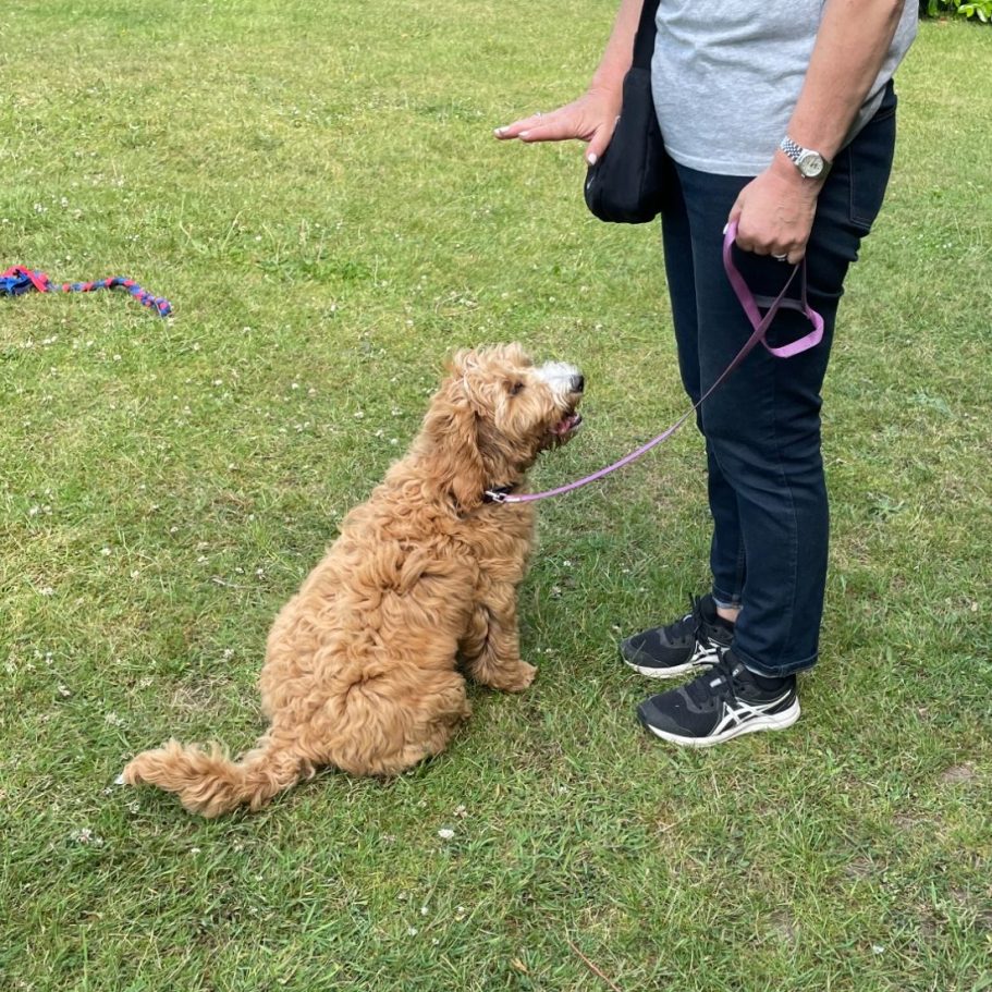 Dog doing a sit on command of owner.