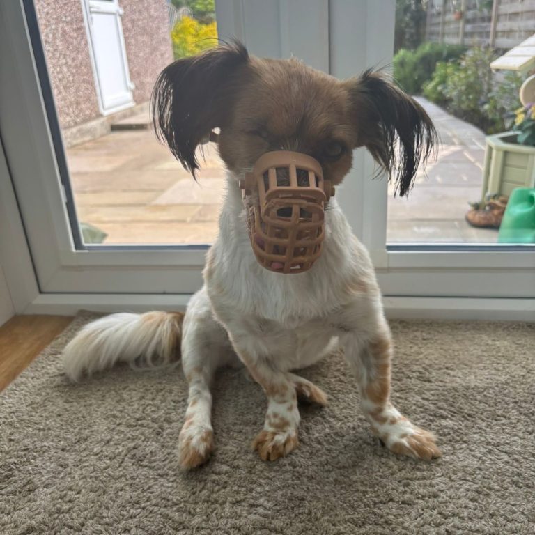 Dog sitting with their muzzle on looking at the camera.