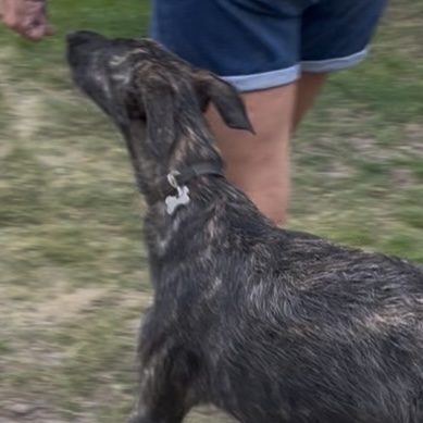 Dog walking nicely next to owner.