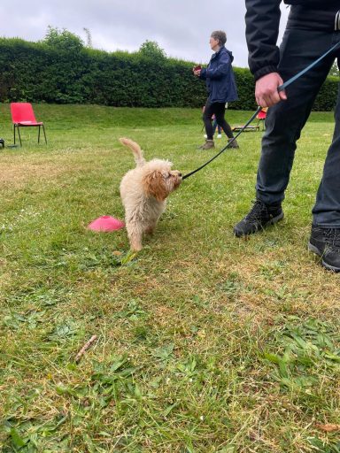 Puppy playing with a tug toy in group class in Orpington, Bromley, Kent