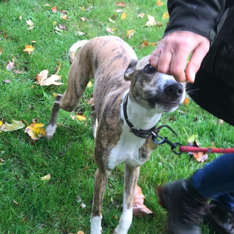 Dog following the food and walking next to owner.