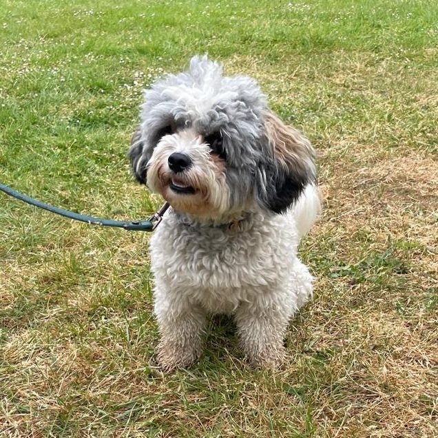 Dog doing a sit and looking at the camera.