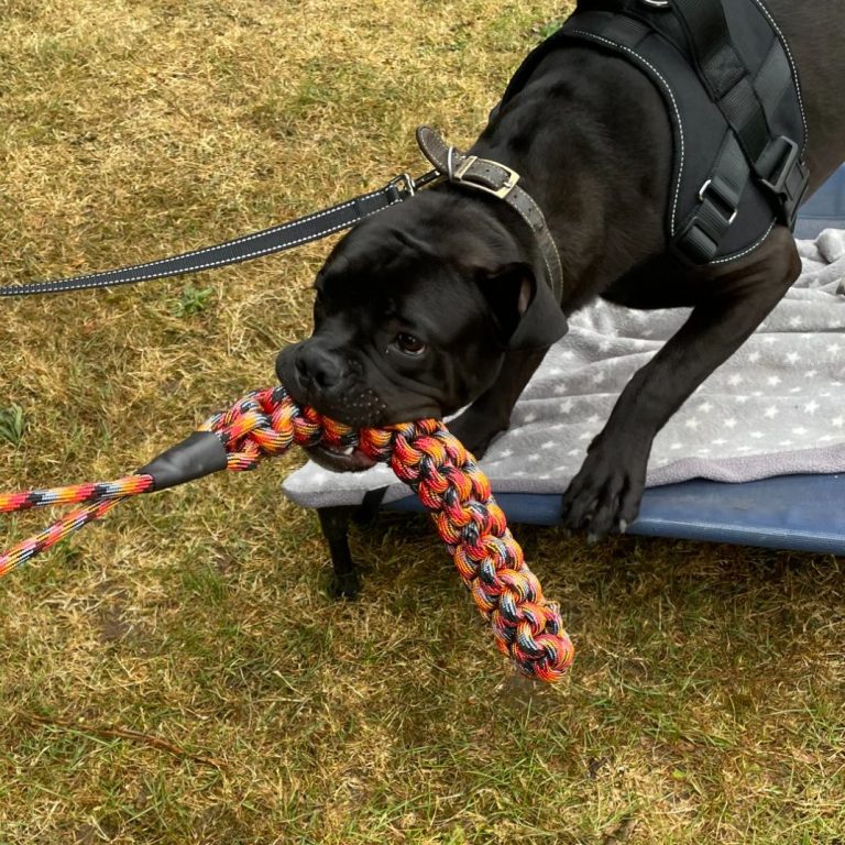Dog playing with a tug toy with owner.
